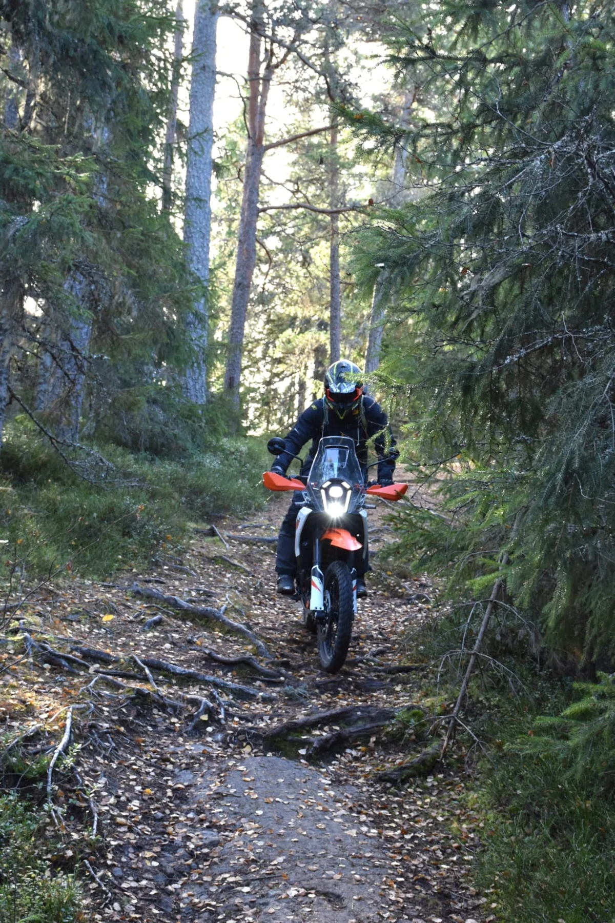 390 trivs utmärkt bland rötter och sten.
